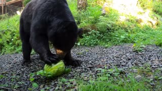 - Black Bears Enjoy Tasty Treats For National Watermelon Day-