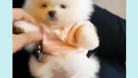 The most funny and cute baby dog