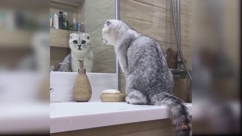 Funny Cute Cat Compilation Video - will increase serotonin levels :)