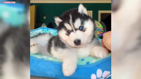 Funny and Cute Siberian Husky Puppy Video Compilation 🐶