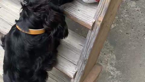 Dog getting his stuffed cat back