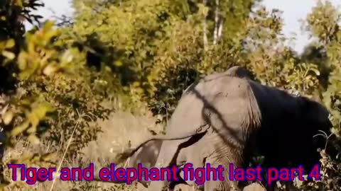 Tiger v/s elephant fight last part 4