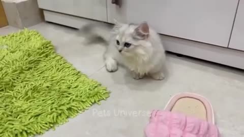 Cute cat baby funniest 🤣 video #funny vidio