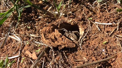 Wolf Spider Goes On The Hunt