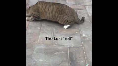 Roly Poly Cat