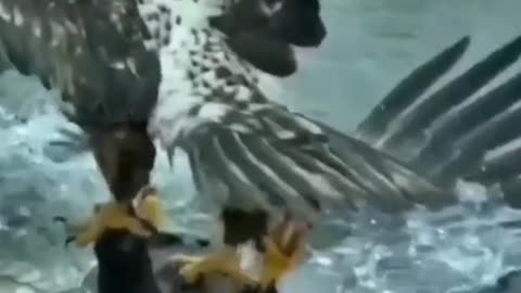 Eagle vs eagle