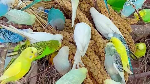budgies, chickens, lovebirds and other aviary birds