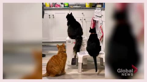 Cats claim Vitamix box as their fur-ever home in month-long standoff with owners