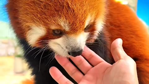 Red Panda🐼😍