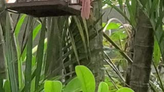 Cardinal Dinner Time