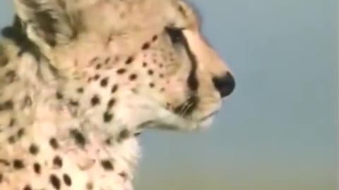 Full speed running Cheetah!! Fastest animal on planet