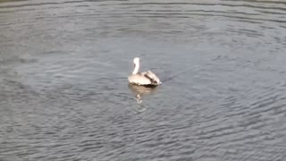 Pelican