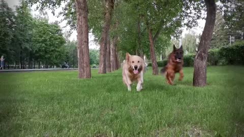 Adorable puppy really wants to play with older dog