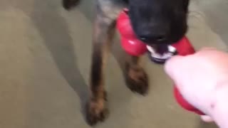 tug of war with my puppers