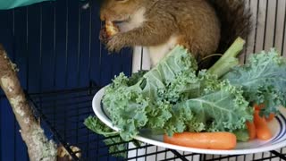 Herc & Achilles the squirrels enjoying some pecans