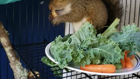 Herc & Achilles the squirrels enjoying some pecans