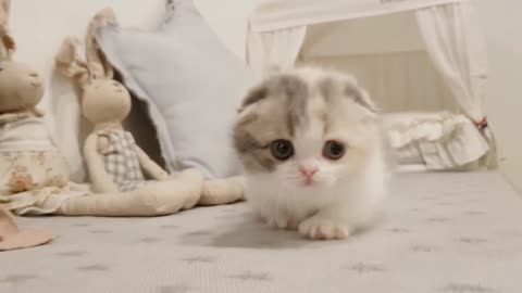 Cute cute cat and puppie videos