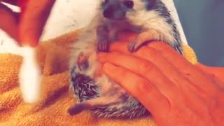 A hedgehog gets a pedicure