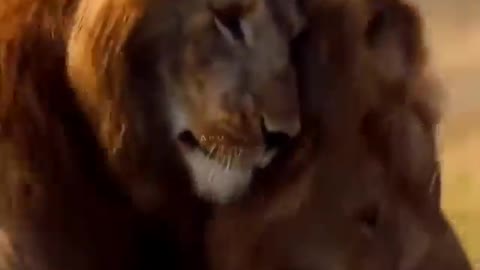 LION BROTHER WHATSAPP STATUS