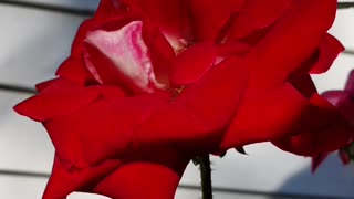 Flowers To Take You To Your Happy Place, From Petunia