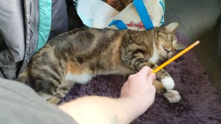 Cat hates pencil