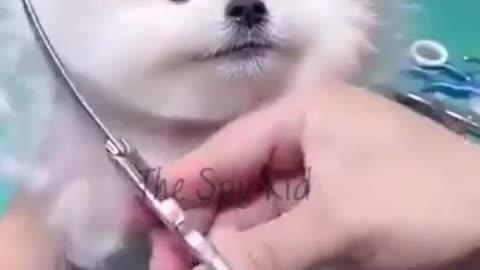 Dog’s love Status Video Cute pomeranian Grooming Status Video Cute puppy video f