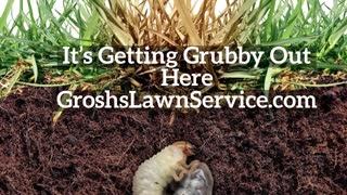 Grubs Smithsburg Maryland Lawn Care Company