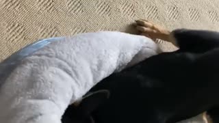 Determined Pup Can't Fit into Buddy's Bed