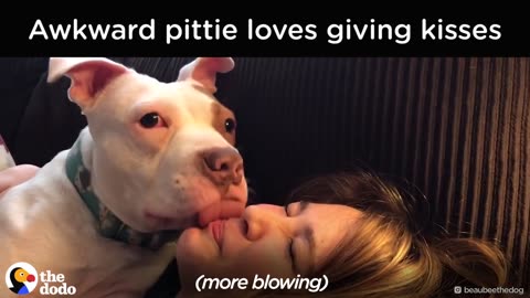 Awkward Pit Bull Loves Kissing His Mom | The Dodo