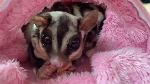 Cute Sugarglider eating snack.