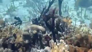 Female Diver Chasing The Lost Koi Fish Underwater