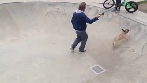 Self-taught skateboarding dog is better than most humans