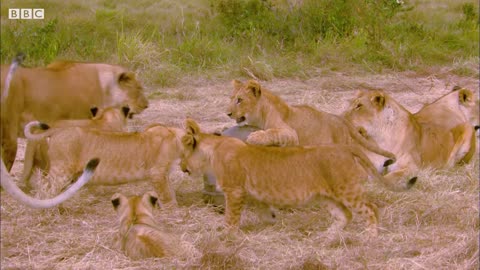 Cute Cubs Play with Spy Camera | BBC Earth