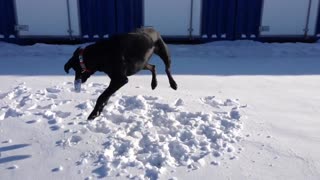Doggy Puts on a Rodeo Show in the Snow