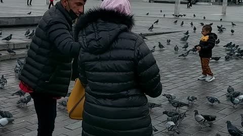 Playing with pigeons