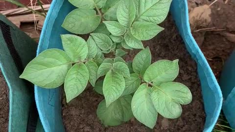 Potato Plant Growing in Bag