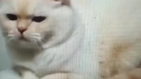Very funny cat videos 2021... you will die of laughter