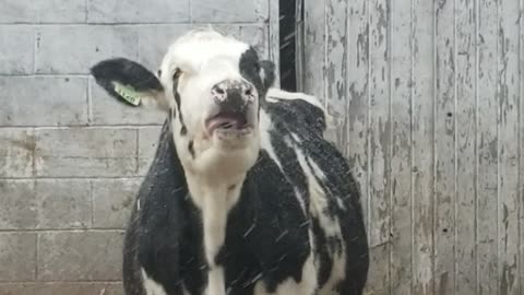 Cow Tries to Catch Snowflakes on Its Tongue