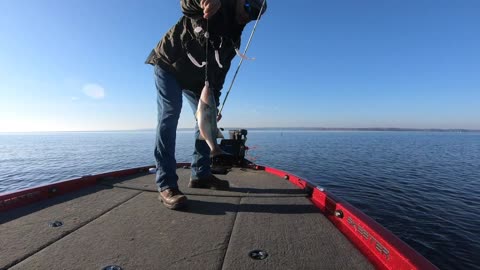 Alabama Rig Fishing on Toledo Bend