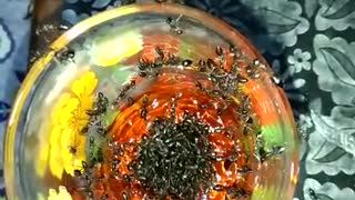 Ant drinking juice in glass