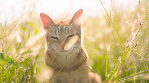 Cat in the grass in the sun