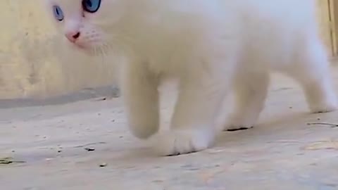 Cute Cat Viral Video