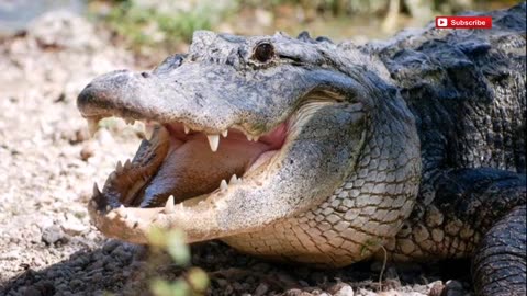 During the carcass feeding_ American alligators go berserk