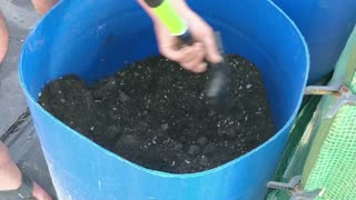 Planting Royal Blue Potatoes