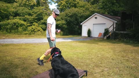 Dog Offleash Training with ECollar