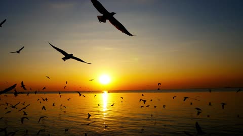 Birds over sunset!