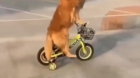 funny dog ​​cycle 🐶 cycle