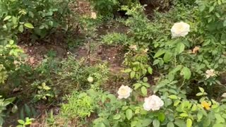 This is a white rose garden