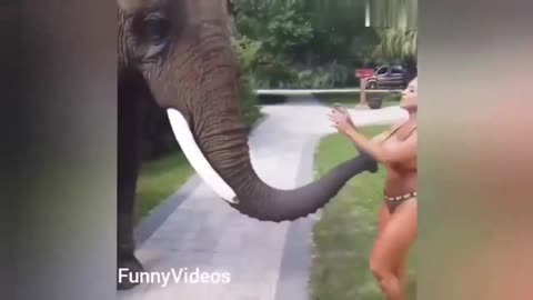 Animals fail compilation