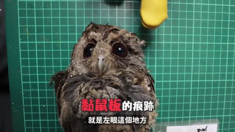 The owl (below) What should I do if the mouse becomes entangled with the bird?